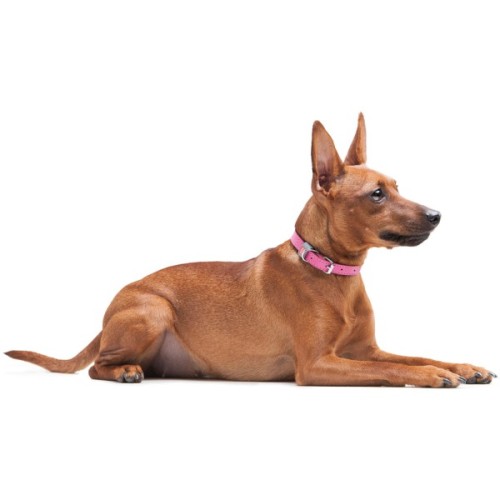 Нашийник для тварин WAUDOG Classic шкіряний 12 мм х 21-29 см рожевий (02027)