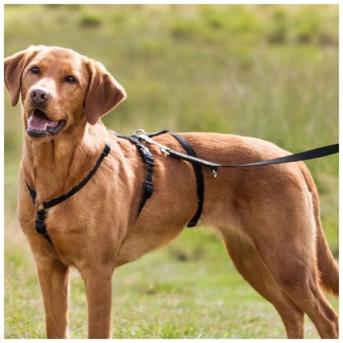 Шлея для собак Trixie L-XL 75-100 см 25 мм чорна (4047974130940)