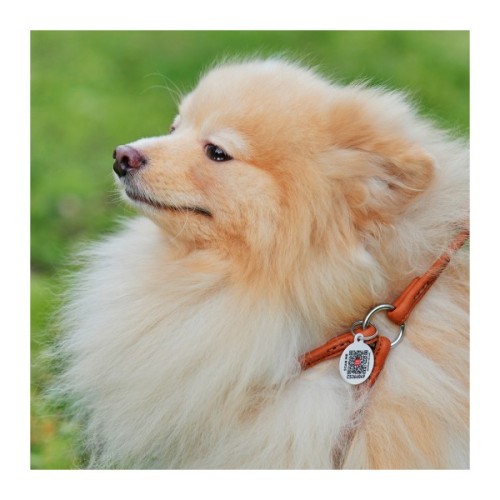 Шлея для собак WAUDOG Soft з QR паспортом кругла Д 6 мм А 26-46 см В 30-50 см коричнева (46236)