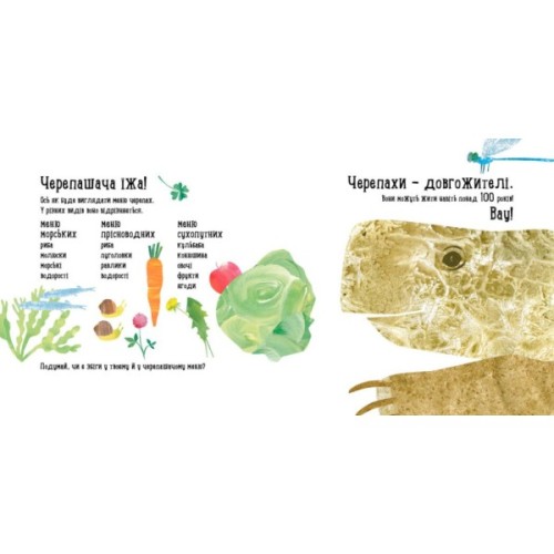 Книга Куди поділася черепаха - Наталія Чуб Ранок (9786170942937)