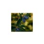 Маска для обличчя Lululun Premium Face Mask Hokkaido Haskap Антиоксидантна З екстрактом жимолості 1 шт х 5 уп (4582305069556)