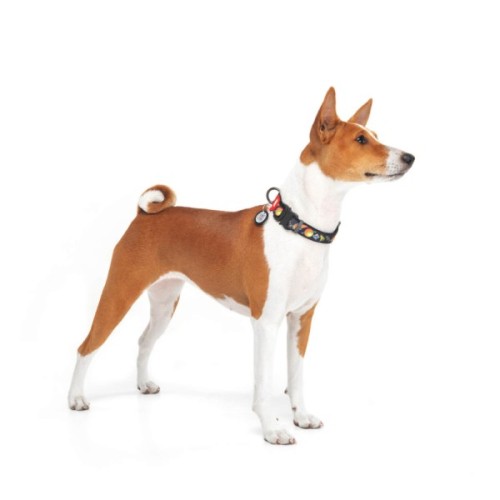 Нашийник для тварин WAUDOG Nylon з QR паспортом "Рік і Морті 3" металева пряжка-фастекс XL (4508-0282)