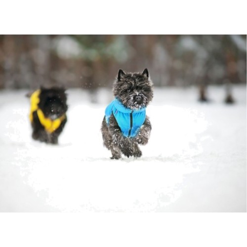 Курточка для тварин Collar AiryVest "Colors of freedom" L 55 (4449-4020)