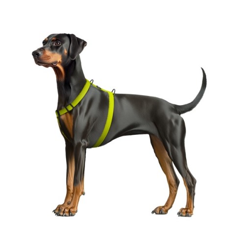 Шлея для собак WAUDOG Magnet анатомічна Н-подібна з QR-паспортом, магнітна пряжка-фастекс М лимонна (262326)