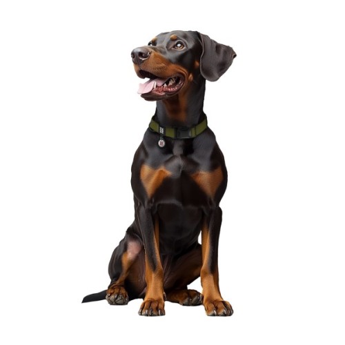 Нашийник для тварин WAUDOG Magnet c QR паспортом, магнітна пряжка-фастекс XL хакі (279731)