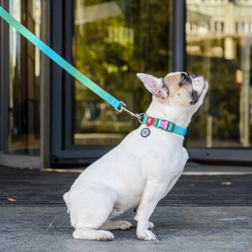 Повідець для собак WAUDOG Nylon Recycled M Ш 20 мм Д 122 cм блакитний (46612)